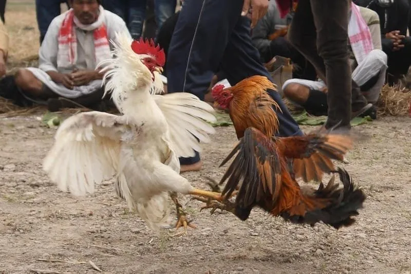 Gà bướm đá ngày nào tốt